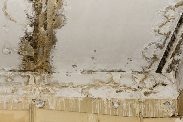 Best Industrial Mold Remediation  in Jarales, NM