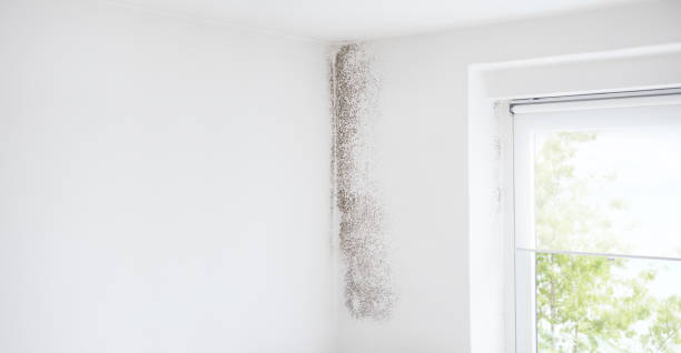Best Basement Mold Removal  in Jarales, NM