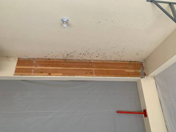 Asbestos and Lead Testing During Mold Inspection in Jarales, NM